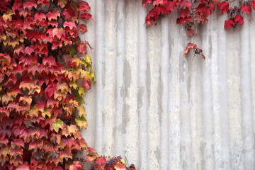 red leaves of autumn decorative grapes on gray concrete wall background, copy space - Powered by Adobe