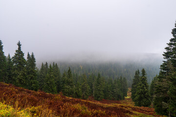 Naklejka na ściany i meble Forested mountain slope in low lying cloud with the evergreen conifers shrouded in mist in a scenic landscape view, jeseniky czech