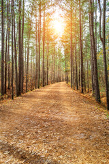 Deserted forest path with focus on mid foreground