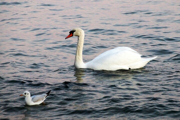 white swan blows on water between stones