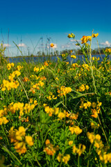 Close view of a bunch o yellow small flowers next to Lobos lake 