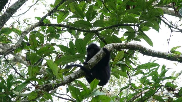 Wlid Lutung or Trachypithecus Auratus Looking into Camera and Jumping