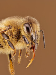Kopf einer Honigbiene als Studioaufnahme mit viel Tiefenschärfe, Apis mellifera