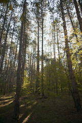 landscape of autumn forest atmosphere