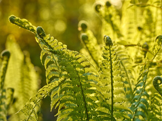 Young green fern in forest.