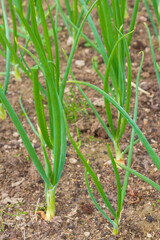 Green onions grow in the garden in the summer