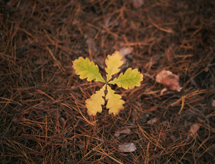 closeup scene of yellow leaves autumn forest atmosphere
