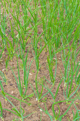 Green onions grow in the garden in the summer