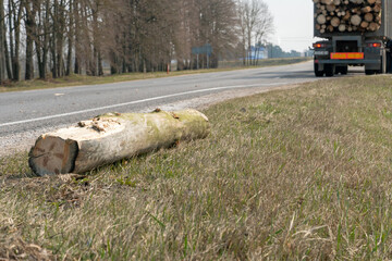 Transportation of wood on a truck with a trailer. The driver fixes the logs on the trailer industrial truck for transporting timber. Accident while transporting timber. fallen logs on the road.