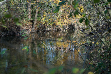 Fototapeta na wymiar alberi del bosco si riflettono sull'acqua del fiume in autunno in una moltitudine di colori 