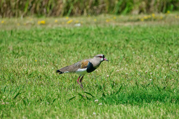 Close view of a tero(Vanellus chilensis) walking standing in the grass           