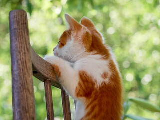 Kitten playing in the garden.