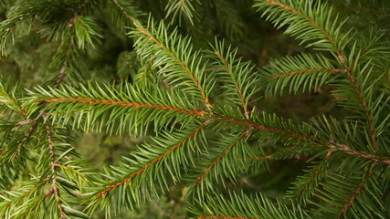 Close-up of a young spruce twig with fresh green needles, in soft light against the background of other coniferous branches.