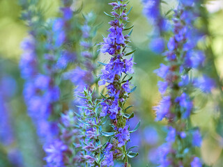Purple flowers of hyssop (hyssopus officinalis)