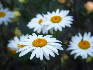 Obraz premium Chamomile flowers in the meadow.