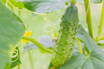 Mature cucumbers in the greenhouse hanging on a branch