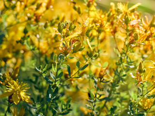 Hypericum flowers on the meadow.