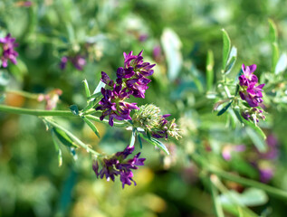 Flowers of alfalfa in the field. Medicago sativa.