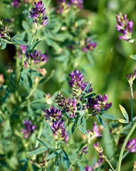 Flowers of alfalfa in the field. Medicago sativa.