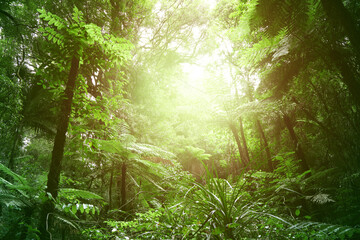 Sunlight shining in canopy of jungle