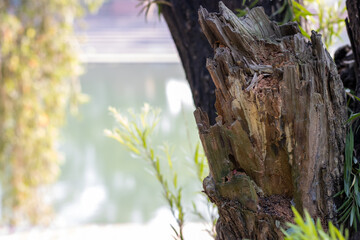 Fototapeta premium A dead Chopped tree branch close up shot in a park