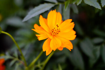 Beautiful bloomed yellow flower in a garden
