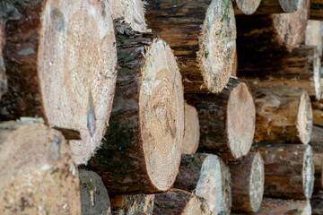 Wall of stacked wood logs for background. Many sawed pine logs stacked in a pile horizontal front view closeup. Background of dry chopped firewood logs stacked up on top of each other in a pile