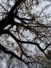 Gloomy oak tree in the park in autumn
