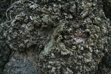 Tree bark3
