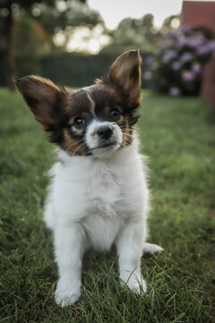 Puppy Papilon looks in the Camera
