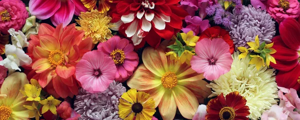 Foto op Aluminium garden flowers as background, top view. © MaskaRad