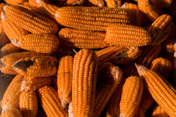 Fototapeta na wymiar corn close up in the garden