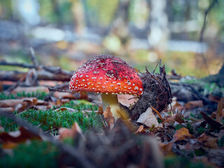 Fly agaric in the autumn forest.