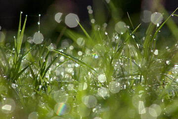 Dew drops on the grass. 