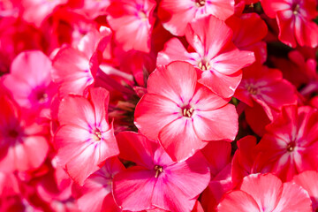 Close view on Pink phlox flowers