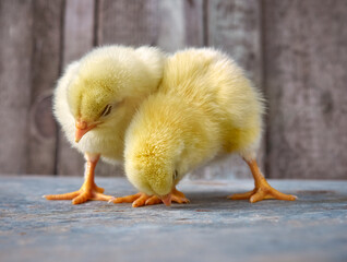 Little yellow cute baby chicks.