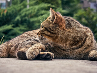 Cute street cat in the park.