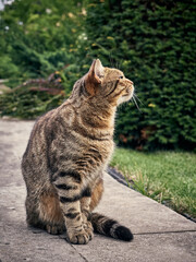 Cute street cat in the park.