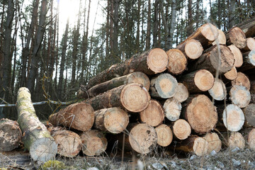 Wall of stacked wood logs for background. Many sawed pine logs stacked in a pile horizontal front view closeup. Background of dry chopped firewood logs stacked up on top of each other in a pile