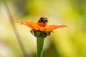 Naklejka premium bee on orange tithonia flower