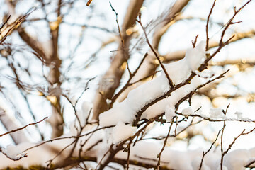 snow on the bare tree branches in winter day.