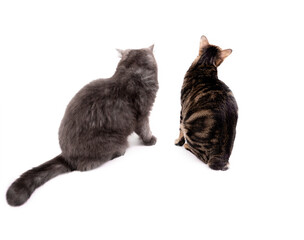 Fluffy and chubby persian cat and American shorthair bobtail cat are sitting and looking to the outside on isolated backgrounds.