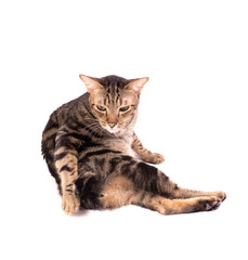 Adorable Thai American shorthair bobtail cat staring at the floor isolate background.