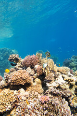 Fototapeta na wymiar Colorful coral reef at the bottom of tropical sea, underwater landscape