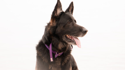 German shepherd posing by the lake