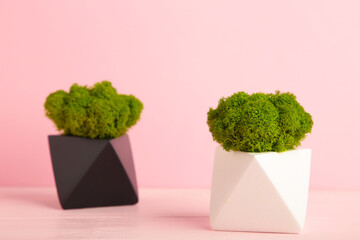 Stabilized moss in the pots on pink. Eco design interior. Green moss plant.