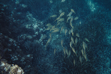 Fototapeta na wymiar Underwater photography of a school of fish on the rocky coast of Menorca