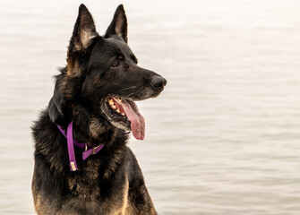 German shepherd posing by the lake
