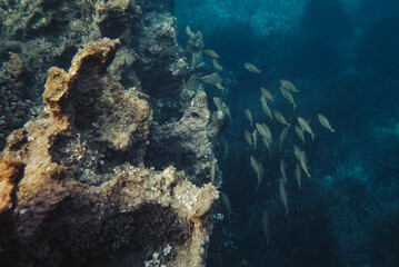 Underwater photography of a school of fish on the rocky coast of Menorca