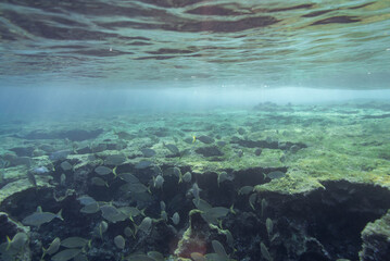 Underwater photography of a school of fish on the rocky coast of Menorca